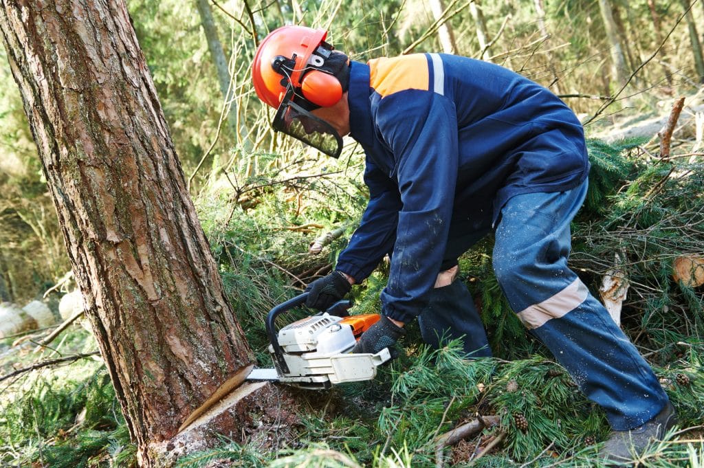 Professionnel en train de couper un arbre